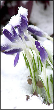 20010326__dsc_0007___crocus01