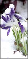 20010326__dsc_0007___crocus01